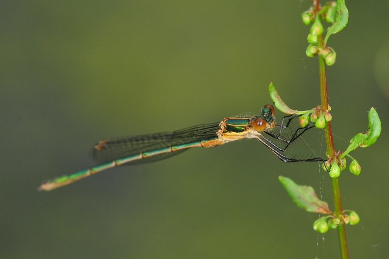 identificazione: Lestes sponsa o dryas ?   No, Lestes virens vestalis